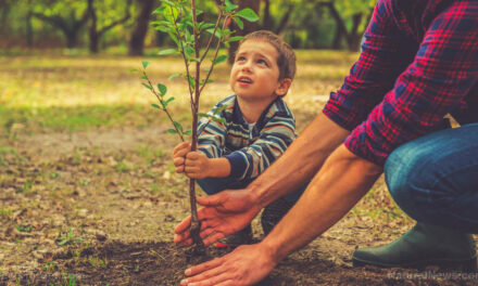 Why mulberry trees are perfect for sustainable development