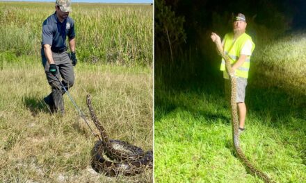 Florida annual python challenge removes nearly 200 invasive snakes from state