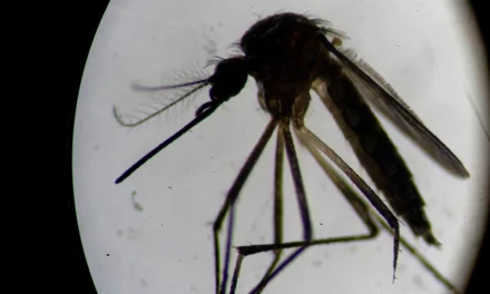 L.A. County Reports Rare Local Dengue Cases