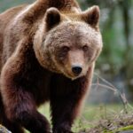 Massive Bear Steals Cooler In Wild Video: WATCH