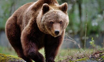 Massive Bear Steals Cooler In Wild Video: WATCH