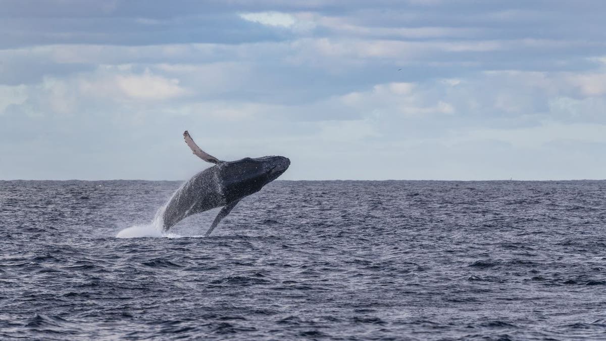 Whale jumping in ocean