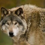 Hunter Blows Wolf’s Face Apart During Terrifying Encounter: VIDEO