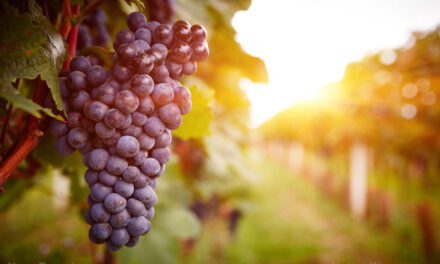 Grapes in the Bible: Symbolism and significance