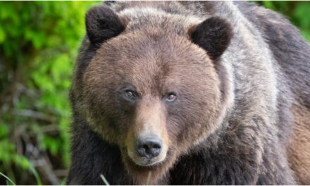 Grizzly Bear Goes Ballistic In Wild Animal Thunderdome Video