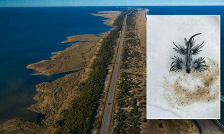 Venomous creatures wash up on popular North Carolina beaches