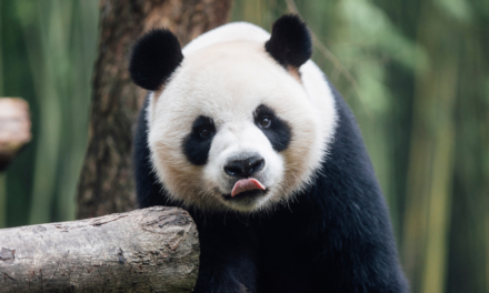 Hong Kong debuts 2 giant pandas from Beijing, raising hopes for tourism boost