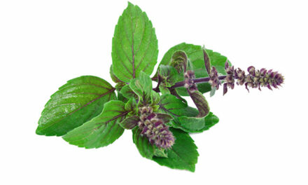 Plant-based radiation protection: Tulsi