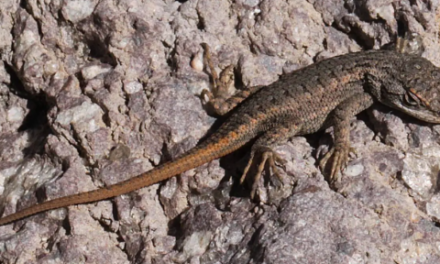 Texas sues over lizard, wins latest round in nearly 10-year battle over warbler