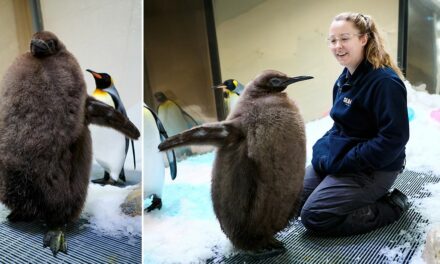 Meet Pesto, the 49-pound baby penguin going viral online