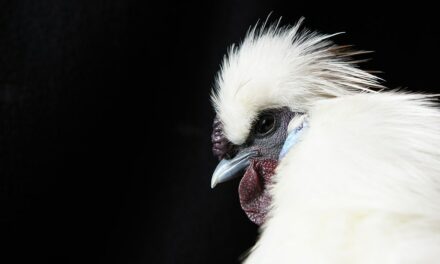 Beloved Australian chicken with famous name tossed into alligator pen, shocking wildlife park visitors: report