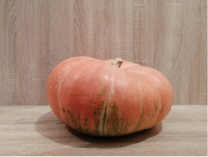 In Pursuit of the Perfect American Pumpkin… in Russia