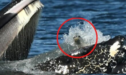 SEE IT: Humpback whale, named Zillion, scoops up seal in rare photo