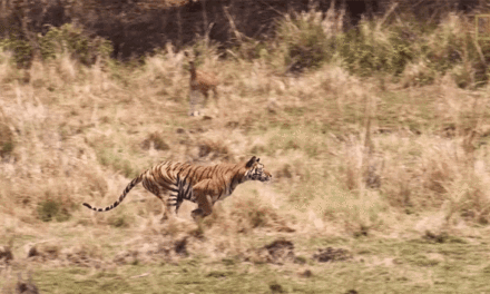 We now have tigers crossing over the southern U.S. border