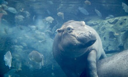 Thailand Has a New Baby Pygmy Hippo, and It’s Stinkin’ Adorable