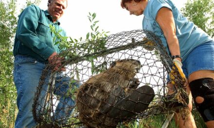 Beaver: America’s other red meat?