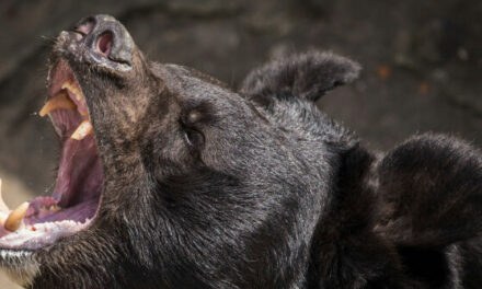 VIDEO: 12-Year-Old Boy Saves Father from Bear Attack in Wisconsin