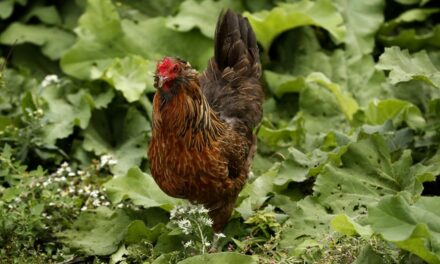 CLUCKING CRAZY: Privacy Invading British Government Requires Citizens to Begin Registering Chickens