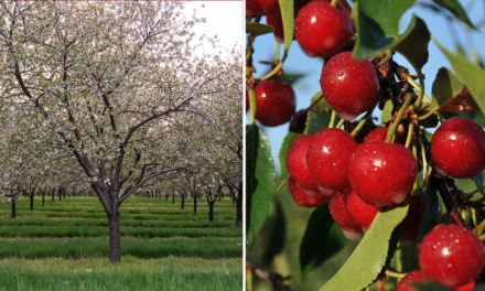 The cherry could be this state’s official fruit if new bill passes