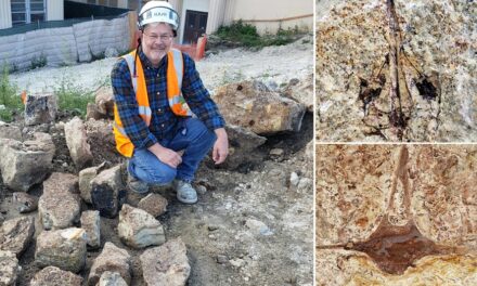 Fossils dating back 9 million years unearthed during construction at high school