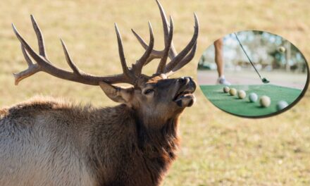 Golfer Under Fire For Hitting Golf Balls At Elk On Driving Range