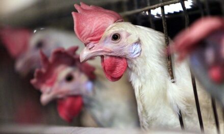 Bawk Bawk! San Francisco Cops Are Dressing Up As Chickens to Catch Crosswalk Scofflaws