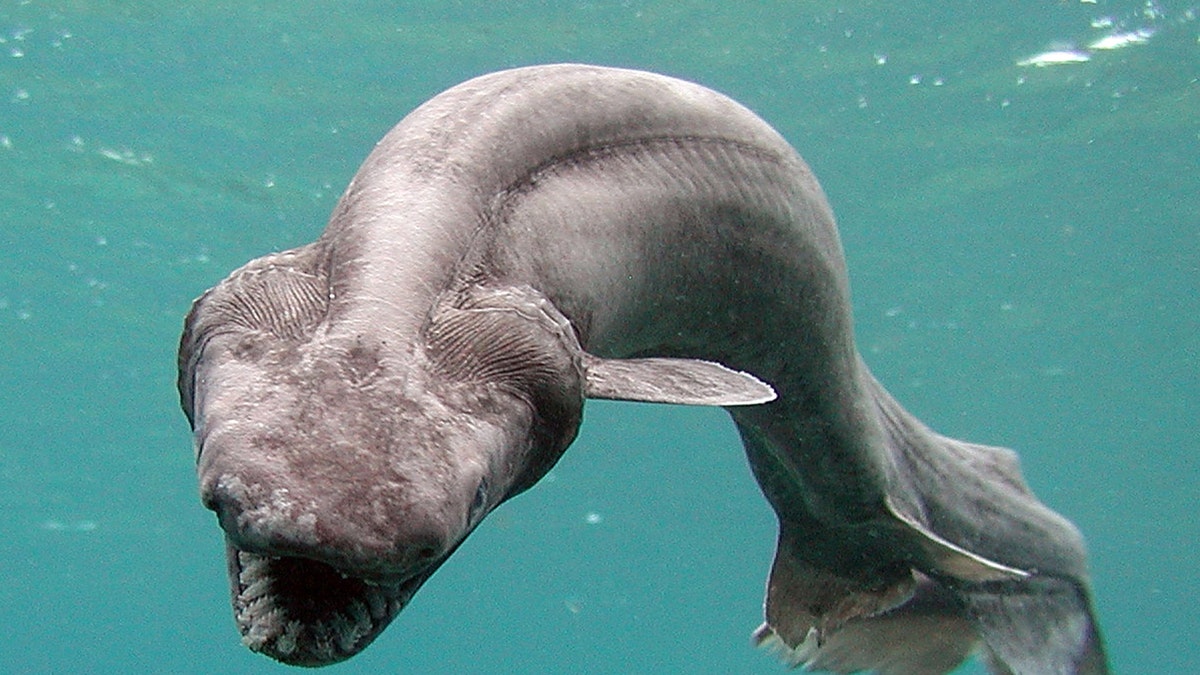 Frilled shark