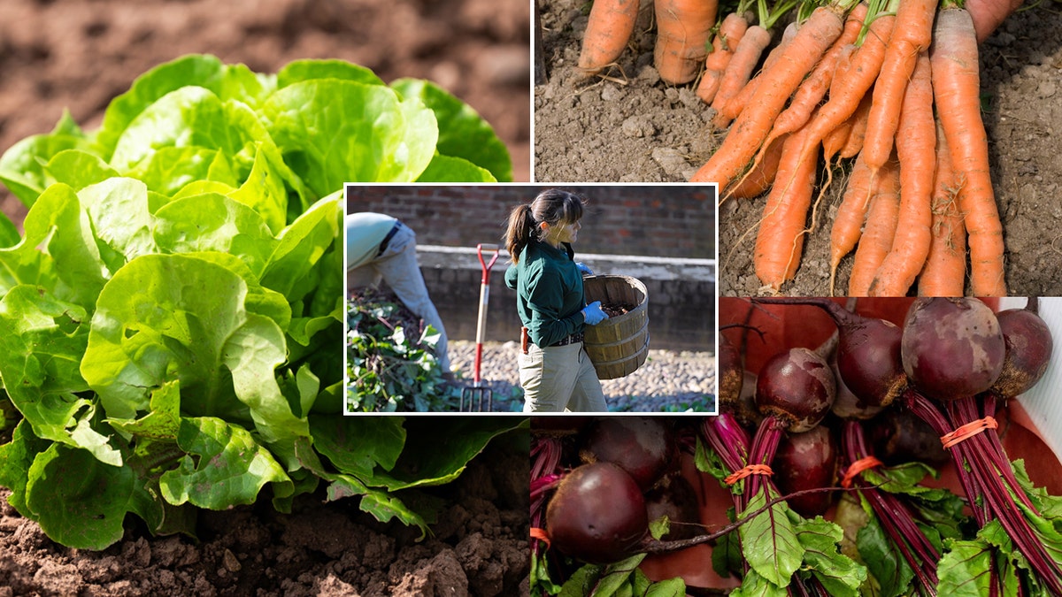 A woman gardening at center, with background of lettuce, carrots and beats