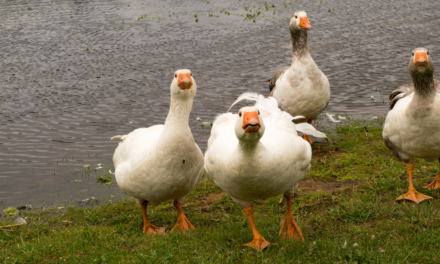 EXCLUSIVE: Police Audio, Report Confirm Haitian Goose-Hunting In Ohio: ‘They All Had Geese In Their Hands’