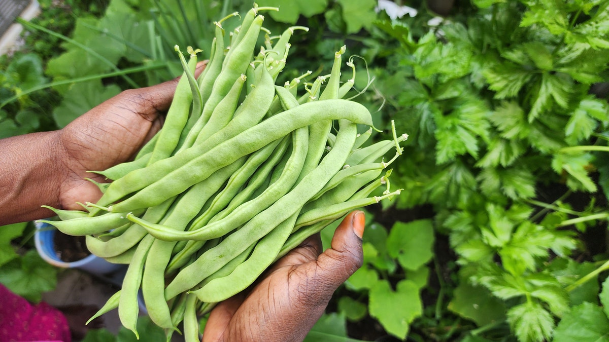 Person holding harvested green beans from garden