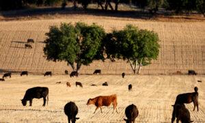 Drought Status Returns to California for First Time in 2024