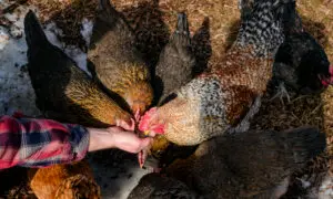 CDC Confirms First Bird Flu Infection in Missouri Resident With No Animal Contact