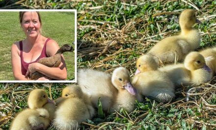 “It is very disturbing:” Ohio duck expert SHOCKED at how many birds are missing