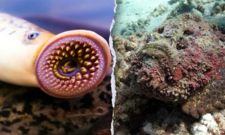 12 of the ocean’s creepiest creatures that are sure to make your skin crawl