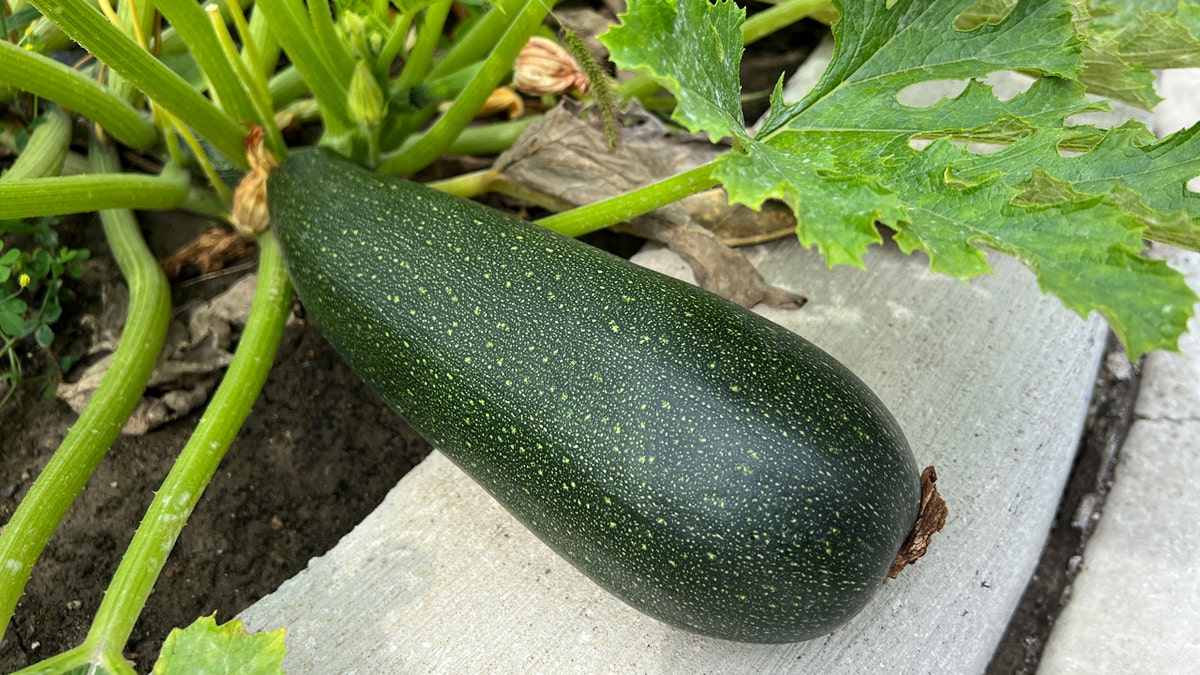 Large zucchini in garden 