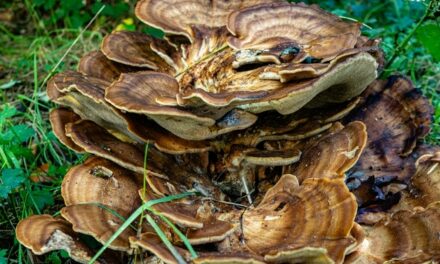 Man Chops Off His Penis After Taking A ‘Heroic’ Dose Of Magic Mushrooms