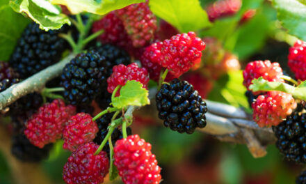 Mulberry: The ancient “tree of life” loaded with health-promoting and therapeutic properties