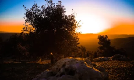 Scientists revive 1,000-year-old seed from cave near Jerusalem, possibly resurrecting mysterious tree mentioned in the Bible