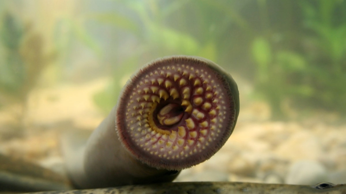 Sea lamprey