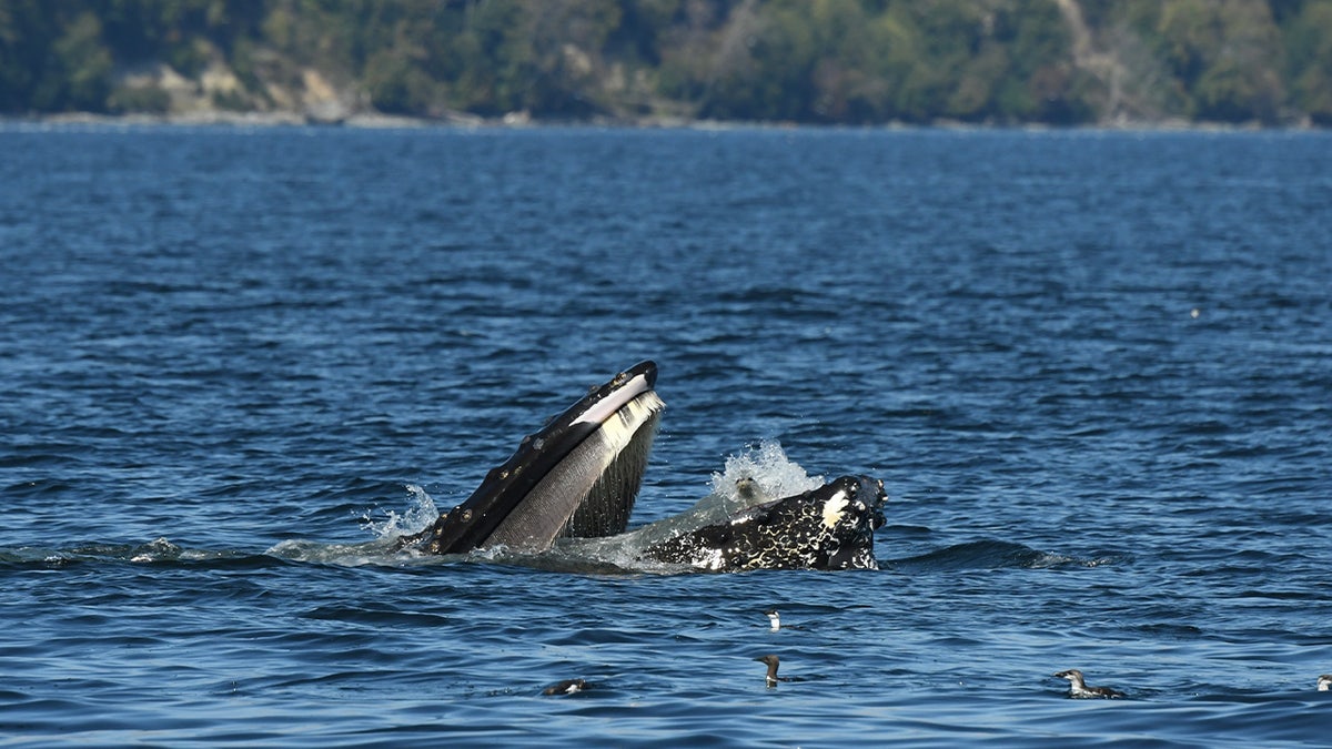 Humpback whale and seal