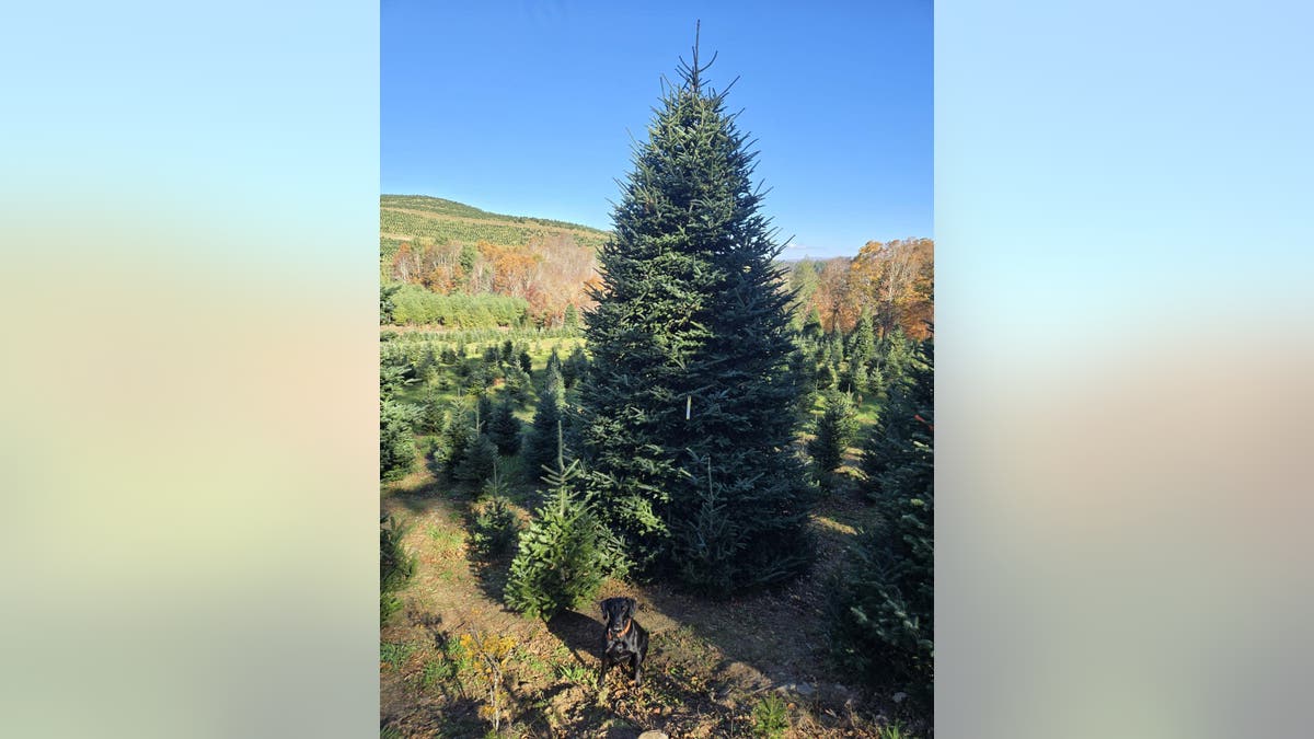 Cartner’s Christmas Tree Farm in North Carolina