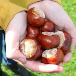 Chestnut Conker Champion Cleared in Cheating Calumny