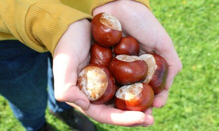 Chestnut Conker Champion Cleared in Cheating Calumny