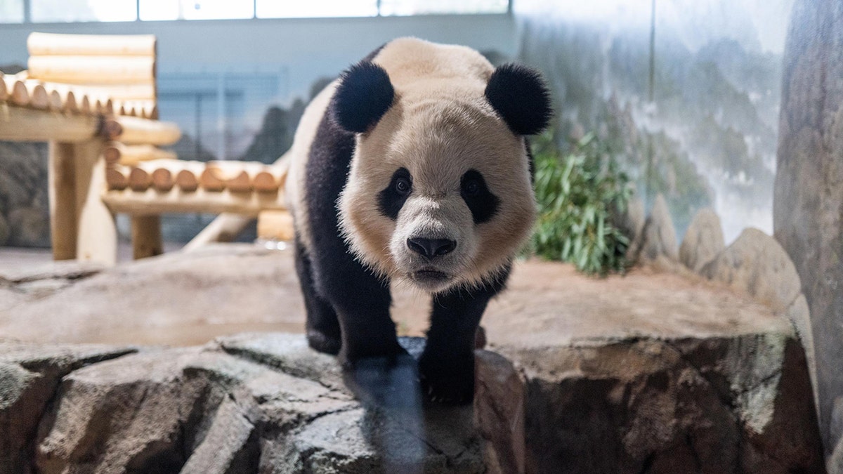 Giant Panda