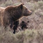 Beloved Grand Teton grizzly bear No. 399 fatally struck by a vehicle in Wyoming