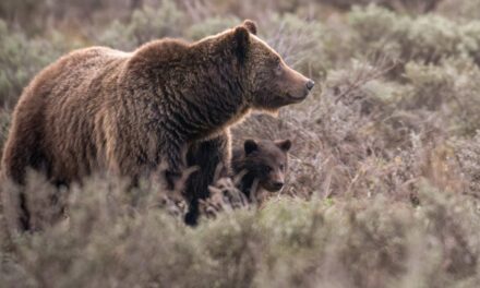 Beloved Grand Teton grizzly bear No. 399 fatally struck by a vehicle in Wyoming