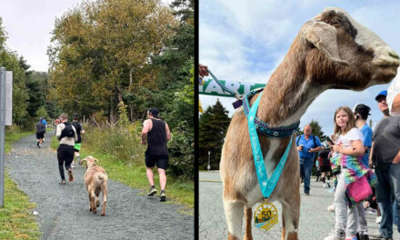 This goat jumped into a marathon in Newfoundland and won a medal