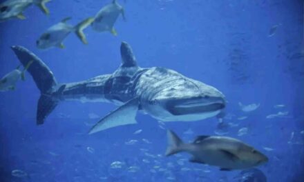 A Chinese aquarium opened an impressive whale shark exhibit. The whale shark was a robot.