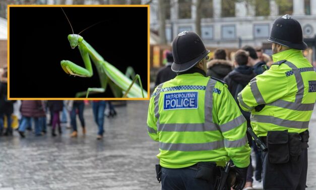 British Police Arrest Praying Mantis For Public Prayer