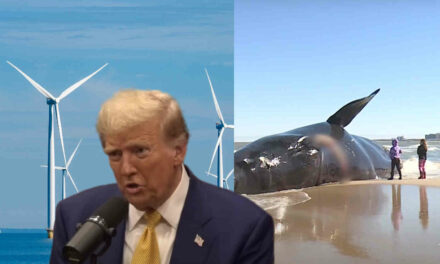 Remember when Trump told Joe Rogan that windmills are killing the whales? Well, check this video out.